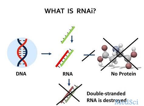 2019年AsiaTIDES：Sirnaomics将展示RNAi药物STP705在肝癌动物模型中的数据 
