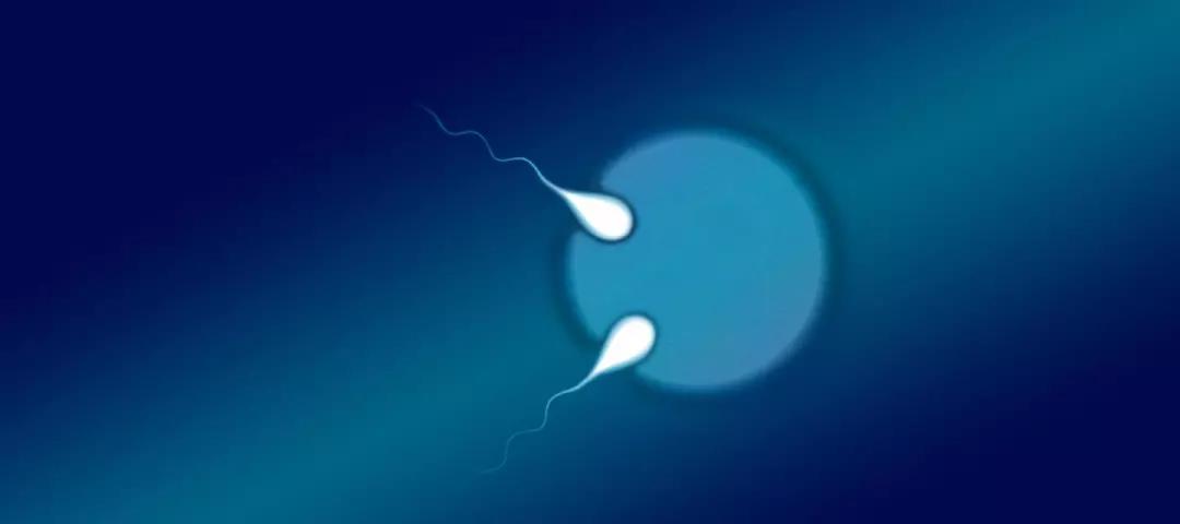 NEJM：第一对通过产前诊断被发现的半同卵双胞胎
