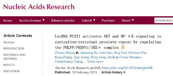 Nucleic Acids Res：揭示长链非编码RNA PCAT1促进去势抵抗性前列腺癌进展的新机制