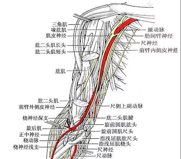 上臂肱动脉图片
