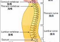 BMJ：脊柱<font color="red">按摩</font>治疗慢性下腰痛