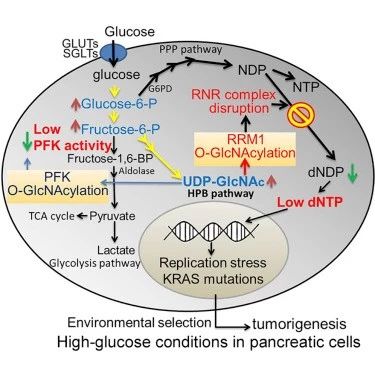 Cell Metab:糖真的有毒！高血糖环境下，胰腺细胞中致癌的KRAS突变暴增，或为导致胰腺癌的罪魁祸首之一