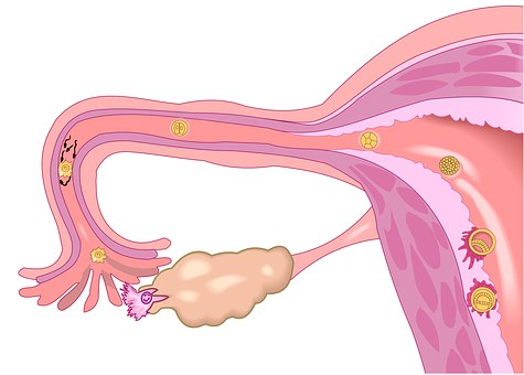 NCCN临床实践指南：卵巢癌包括输卵管癌和原发性腹膜癌（2019.V1）