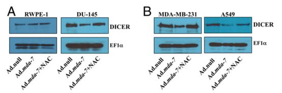 PNAS：miRNA抢镜mda-7的抗癌通路，新型疗法一触即发！