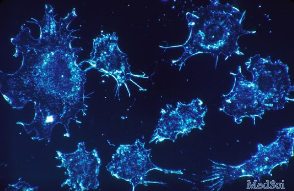 香港大学揭细胞分裂新机制 或有助研究癌症成因