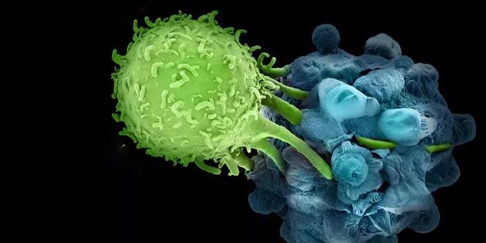 PNAS：破解PD-1抗体促进癌症超进展之谜！日本科学家发现PD-1抗体可激活调节T细胞，导致癌症超进展