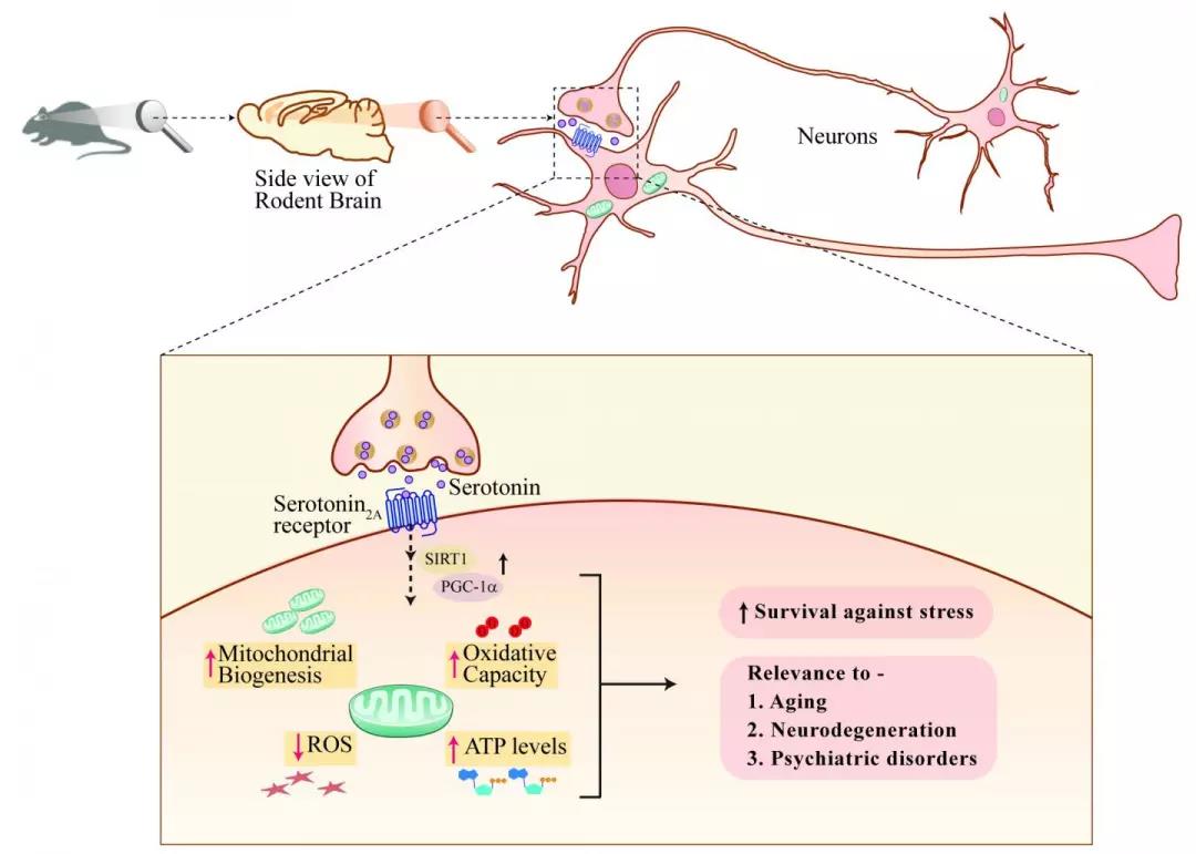 PNAS：5-羟色胺可以增强神经元动力，帮助抵抗压力