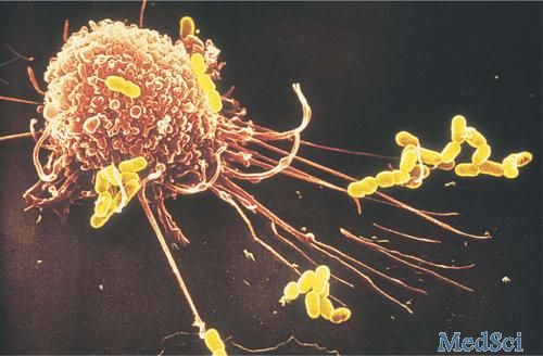 Dig Dis Sci：丙型肝炎病毒进入巨噬细胞/单核细胞主要取决于巨噬细胞的吞噬作用