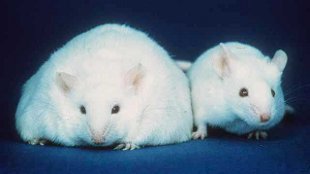 Dig Dis Sci：饮食诱导的肥胖大鼠肠道肌电活动特征表现