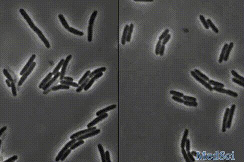 杀菌就是爆炸！哈佛科学家终于揭开青霉素炸开细菌的50年谜题