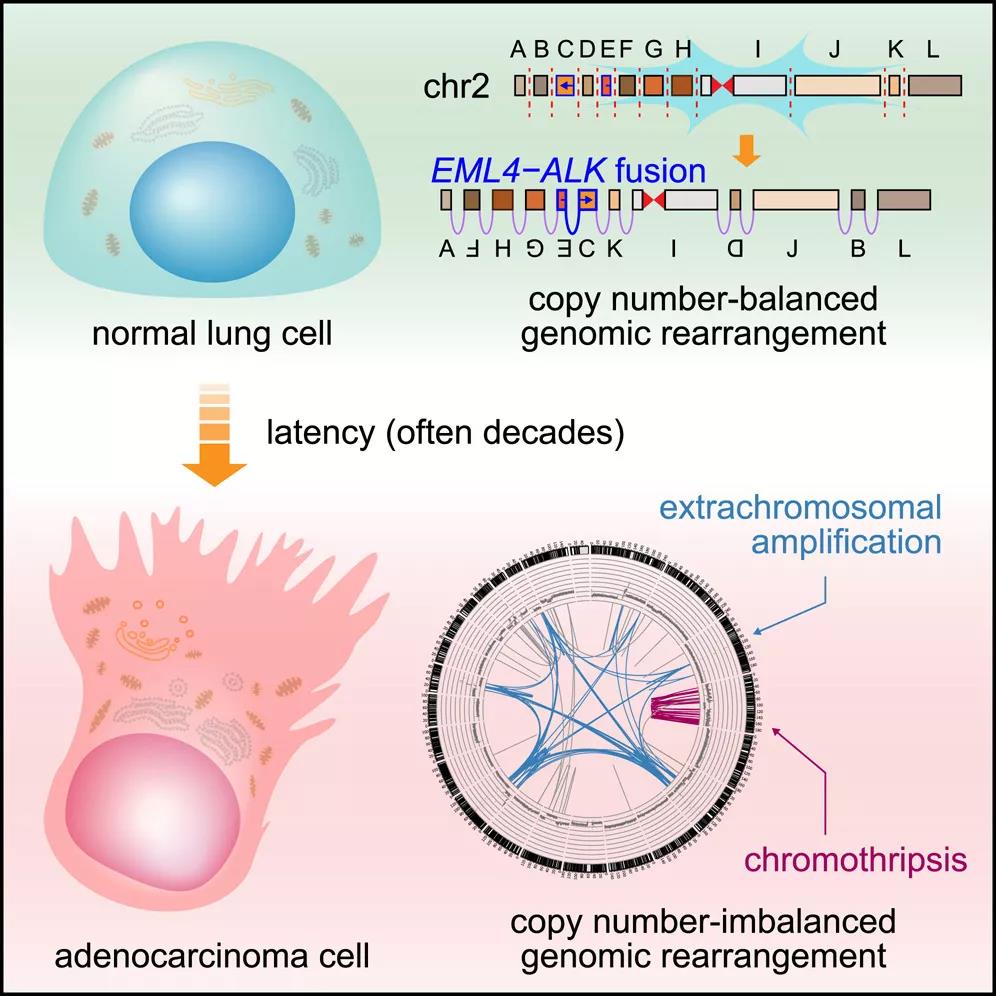 Cell：童年时期埋下的癌症“种子”让拒绝烟草的你患上肺癌