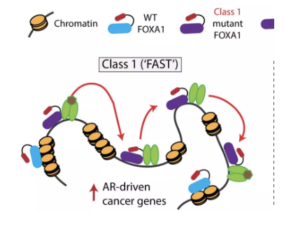 Nature：FOX转录因子突变方式诠释前列腺癌治疗新靶点