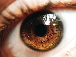 Biomater Sci：眼睑体内重建的仿生眼肌 - 结膜双相支架