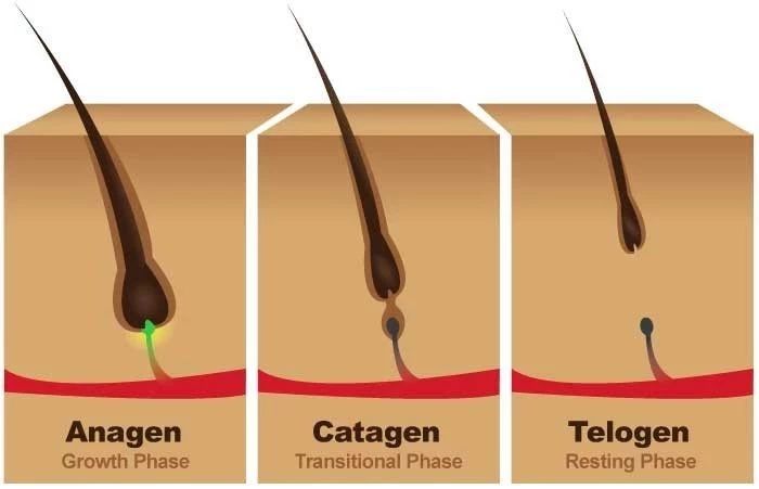 华人科学家发现，二甲双胍等诱导<font color="red">自</font>噬的药物，能使休止期毛囊进入生长期，促进毛发再生