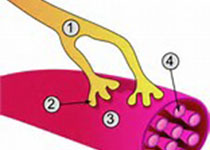 Lancet：<font color="red">神经</font><font color="red">移植手术</font>用于改善颈脊髓损伤患者上肢功能