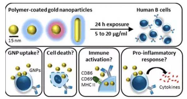 ACS Nano：ACS<font color="red">首</font>证！金纳米粒子可附着抗癌药，实现精准治疗