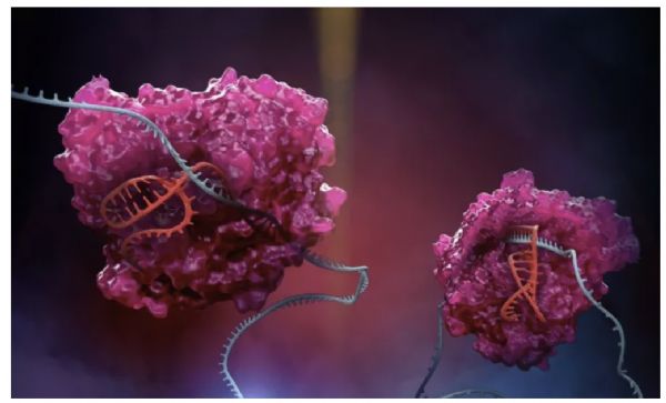 Science：张锋团队<font color="red">免费</font>开源给学术研究！升级版CRISPR拓展RNA功能编辑