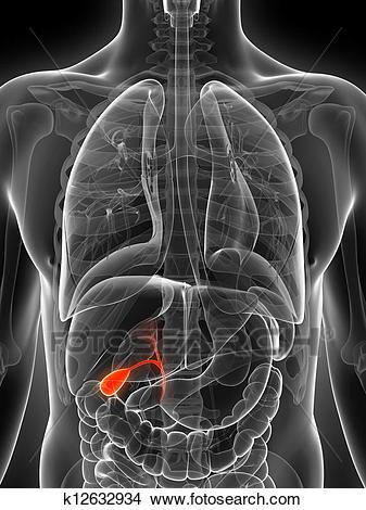 Clin Gastroenterology H： 直肠吲哚美辛和十二指肠<font color="red">乳头</font>液与肾上腺素喷雾会增加内镜逆行胰胆管造影术后胰腺炎的风险