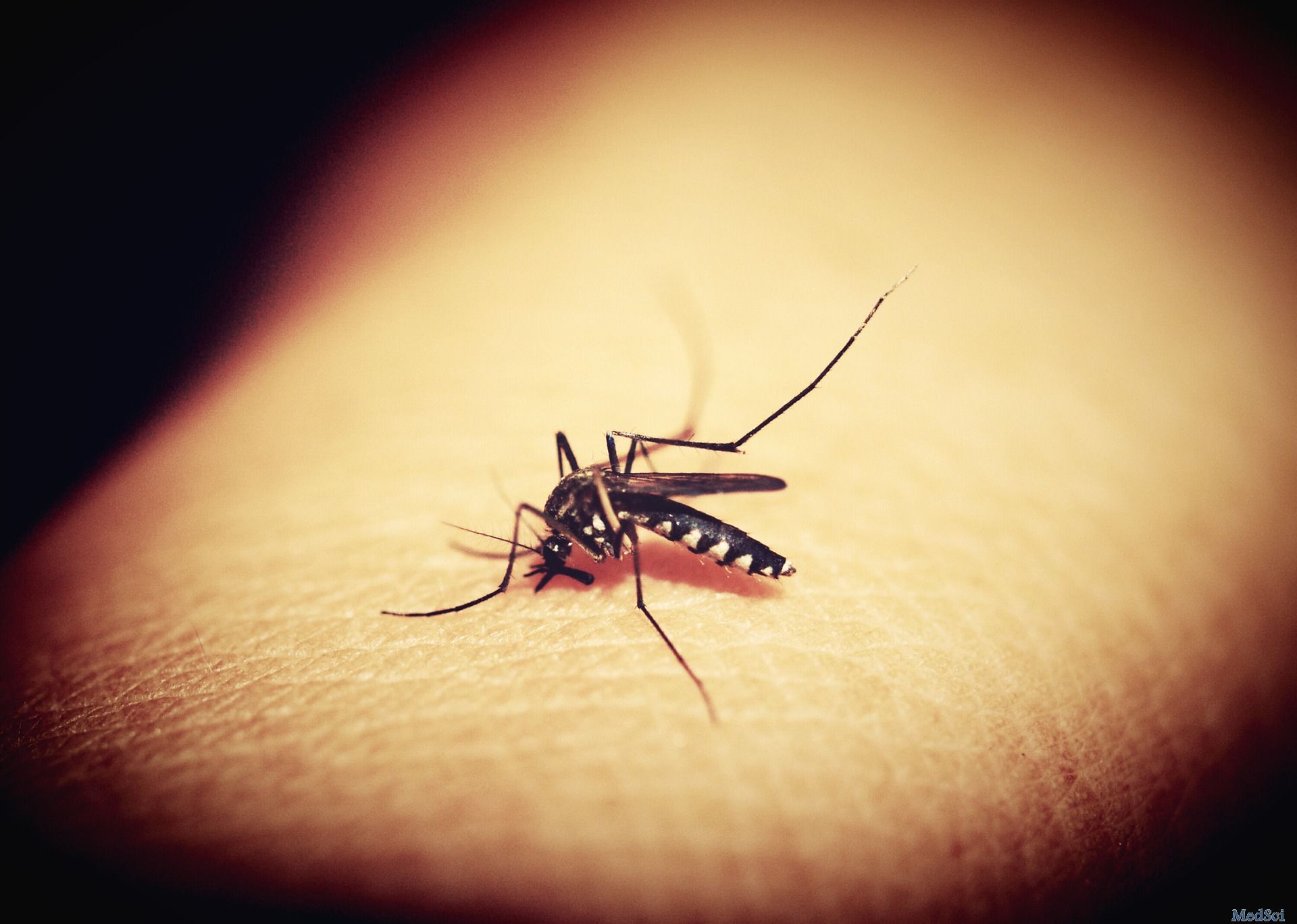NATURE：如何彻底消灭蚊子？