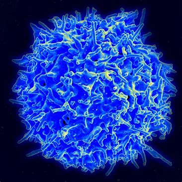 2019 AACR：MultiTAA T细胞疗法治疗胰腺癌