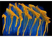 Cell Host & Microbe：揭示天然免疫通路“肠-肝”之间的时空传递过程