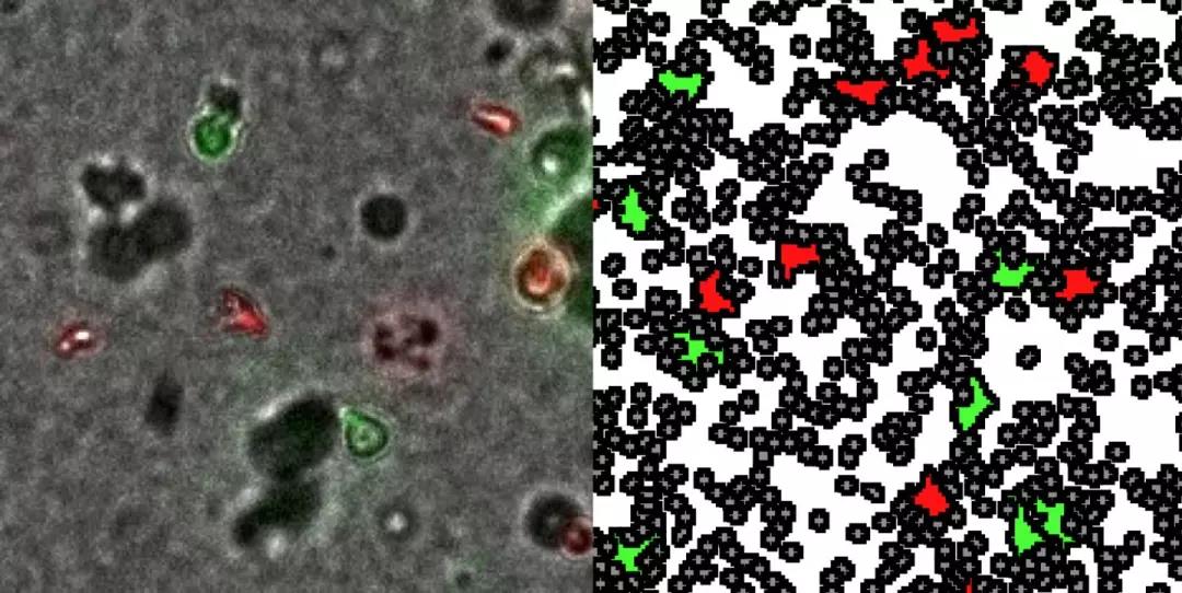 Nat Conmmun：<font color="red">HIV</font>只能体液传播吗？新研究发现它们还能进行细胞传播！