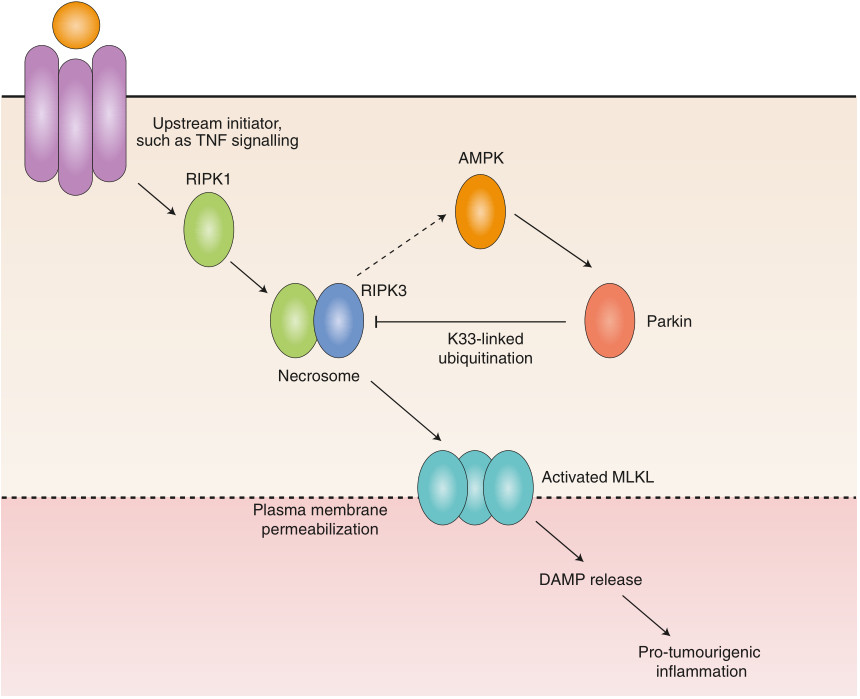 Nat Cell Biol：这个帕金森相关蛋白竟“串场”到肿瘤发生机制中！