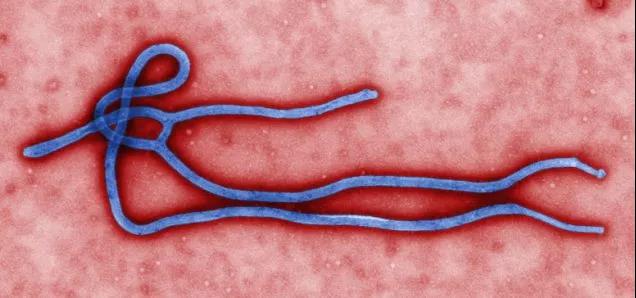 战胜埃博拉！再生元制药实验性药物显示90%的存活率