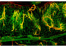 Nature：<font color="red">壁龛</font>僵硬促进中枢神经系统祖细胞老化