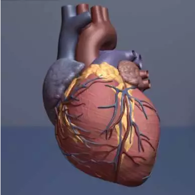 JAMA Cardiol:<font color="red">高</font>敏感心肌肌钙蛋白测定<font color="red">时代</font>的心肌损伤