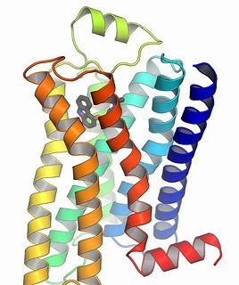 G蛋白偶联受体激动剂<font color="red">OK-113</font>：具有强效抗炎作用