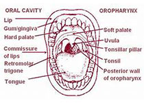 J Dent Res：<font color="red">Smad7</font>在牙齿发育过程中调节牙上皮增殖