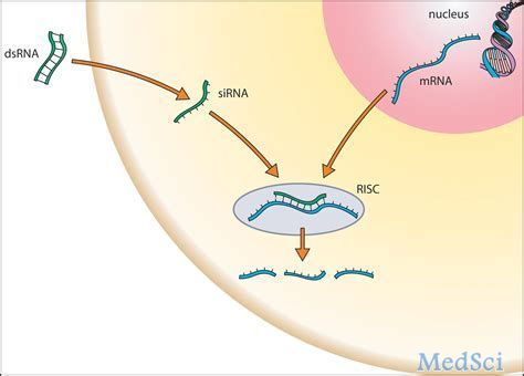 RNAi疗法的新靶点：V122I是一种普遍存在的致病<font color="red">性</font>转甲状腺素（TTR）突变