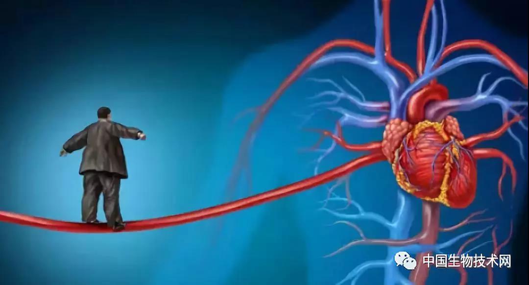 Sci Transl med：研究揭示肥胖如何直接损害血管