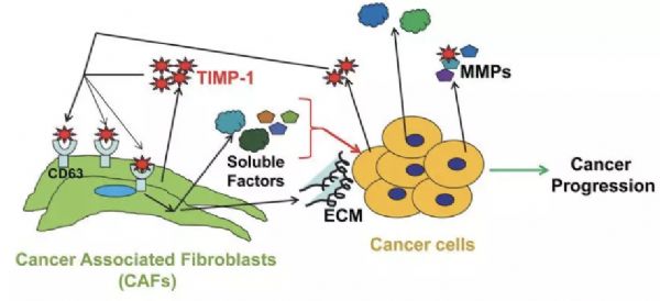 Cancers：狡猾！肺癌细胞如何利用“抑癌因子”对化疗产生抗性？