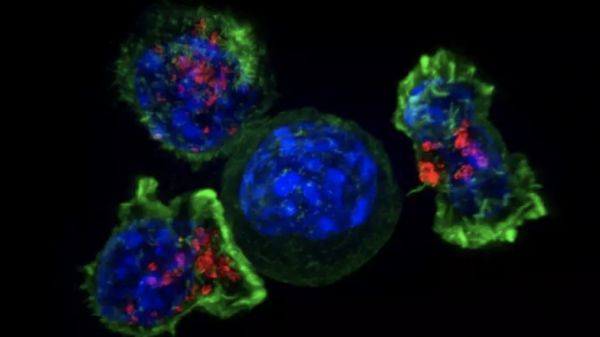 PNAS：CD8T细胞也有“生物钟”，免疫反应效率大不同