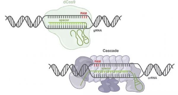Nat Biotech：媲美CRISPR-Cas9, 新CRISPR 工具探知90%的基因编辑领域