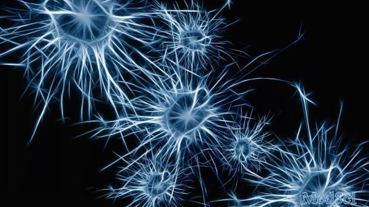 Cell death differ：脑神经干细胞的分化发育