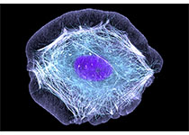 Nat Cell Biol:新研究阐释不对称细胞分裂与衰老之间的关系