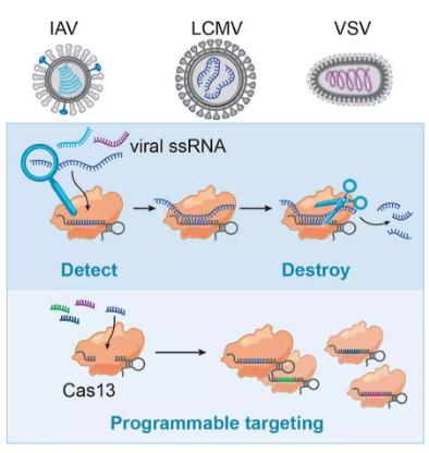 张锋再造<font color="red">三合一组合</font>抗病毒的新型CRISPR Cas13系统