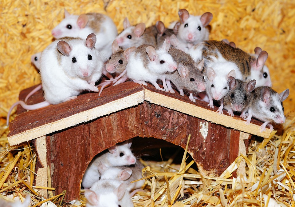 Science：还在用小鼠模型研究脑科学？ 你可知小鼠的小脑与人类完全不同