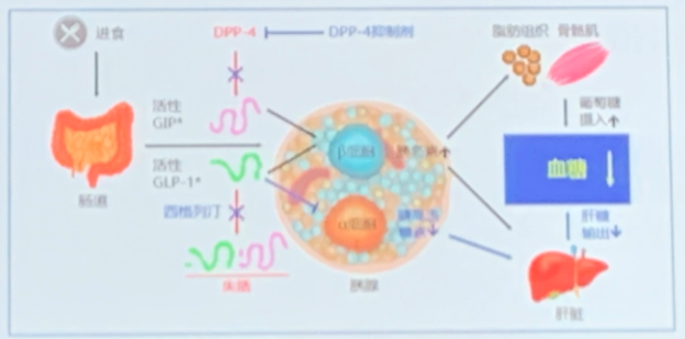 DPP-4抑制剂临床应用专家指导建议解读 | <font color="red">CDS2019</font>