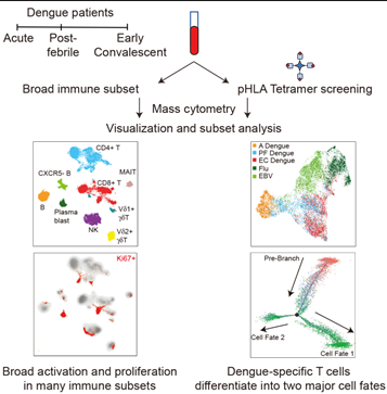 Immunity：T细胞在<font color="red">登革热病</font>毒感染后会进行怎样的分化呢？