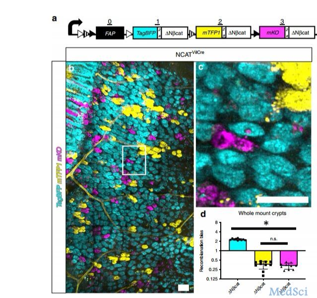 Nature子刊：追踪癌细胞扩散 新技术让结肠癌细胞无所遁形