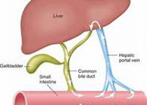 Diabetologia：通过遗传失活(<font color="red">TNFSF</font>14)细胞因子可在小鼠中恢复葡萄糖稳态并减少肝脂肪变性？