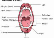 J Endod：下颌磨牙基于近中根管口之间距离的近中中根管发生率