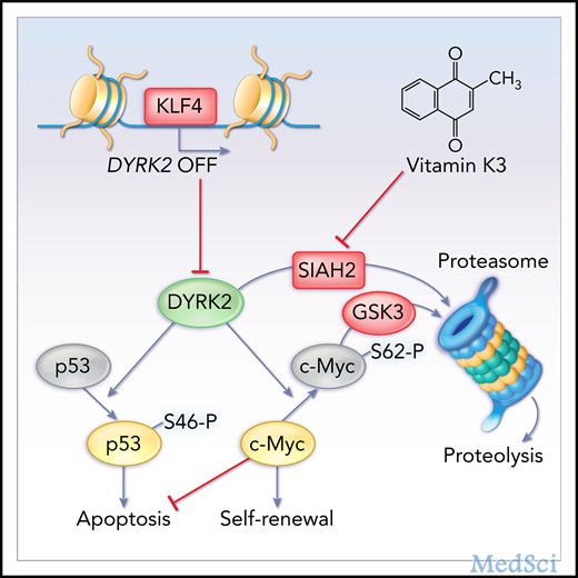 Blood：KLF4-DYRK2介导通路调节CML干细胞的自我更新
