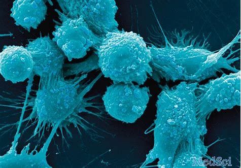 Cancer Cell：HER2抑制剂联合TORC1抑制剂能够阻止癌细胞生长