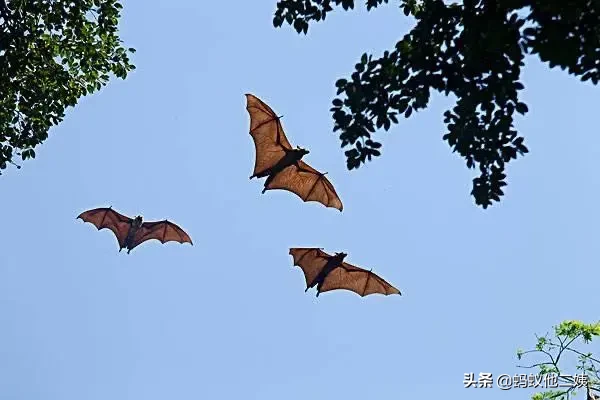 蝙蝠为啥这么厉害？天天发烧40度？是什么导致蝙蝠超常的寿命？