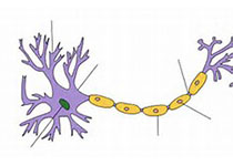 Autophagy ：自噬研究为神经退行性疾病治疗提供潜在靶点